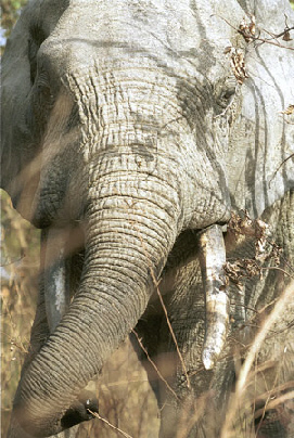 12-25-elephant.jpg